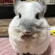 ゆきバナナのお店の画像