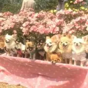 melon☆彡プロフ必読の画像