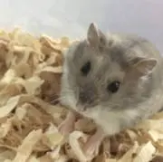 紬