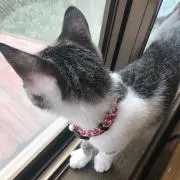 なぎなの画像