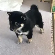 甘えん坊将軍