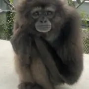 キウイの画像