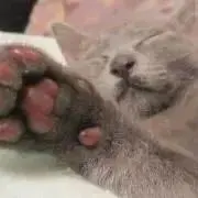 しろろ