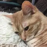 まるまりあの画像