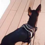 めかぶ