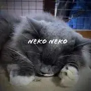 即購入OK★neko nekoの画像