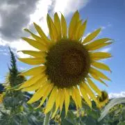 pipiの画像