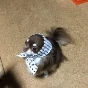茶豆