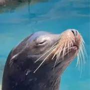 ビリケンの画像