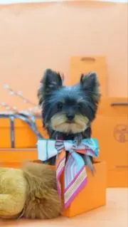shuuの画像