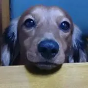 ねぷ