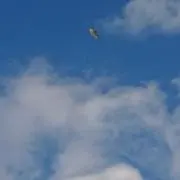 R Hの画像