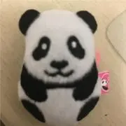 こたろーの画像
