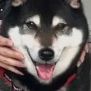 toshiboyの画像
