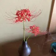 あんこの画像