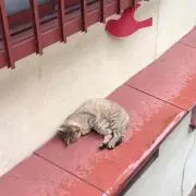 chat**の画像