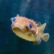 わんの画像