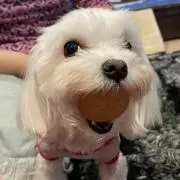 マルルン
