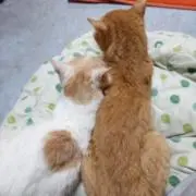 花篝の画像