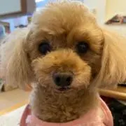 あゆみ