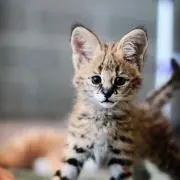 つばさ☆