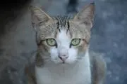 にゃんにゃ プロフィールも見てねの画像
