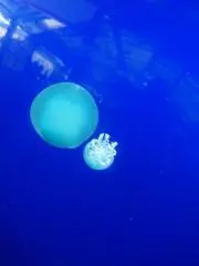 碧の画像