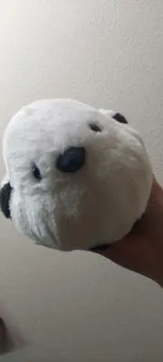パトラッシュの画像