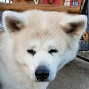 おてんばの画像