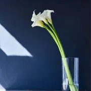 たまご