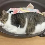 カントウハラジロタヌキの画像