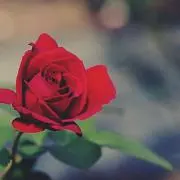 neko@プロフィール必読の画像