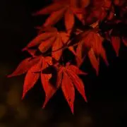 PSKの画像