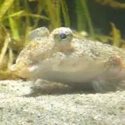 オトチュウ