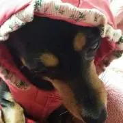 fuu