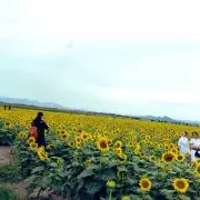 みっけの画像