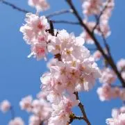雪之丞の画像