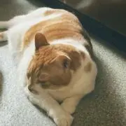 くーちゃんの画像