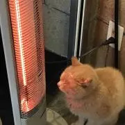 ふわとろ