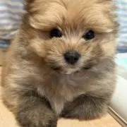 シャロンの画像
