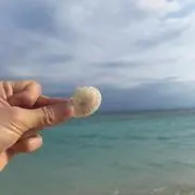 ほたての画像
