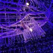 くっきーの画像