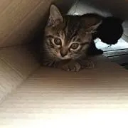 マル
