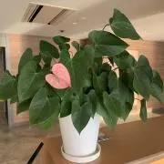 hamakoの画像