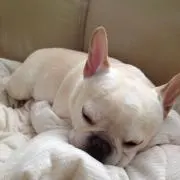 ニコの画像