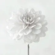 ミーさん