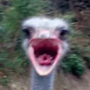 よしけの画像