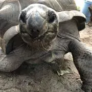 サイトウ