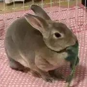 ひまわりの画像