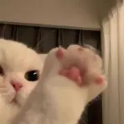 ちゃむの画像